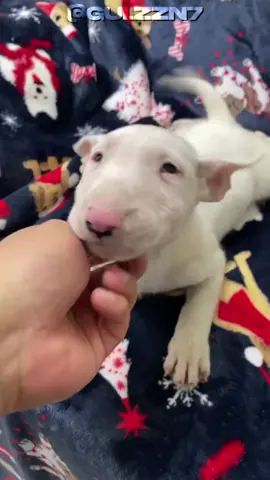 Cachorro tubarão. #bullterrier #cachorro #pets #curiosidades 