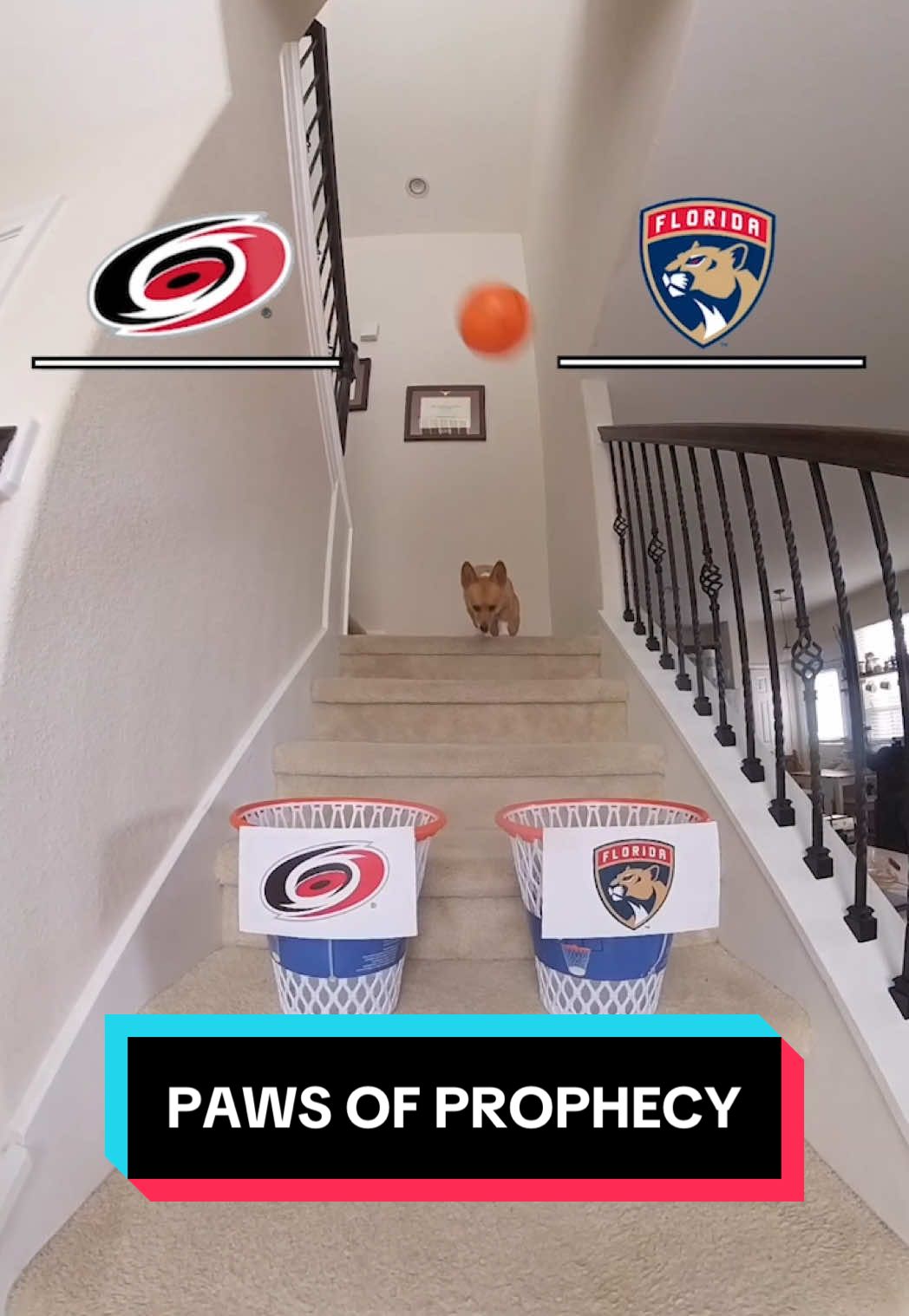 welcome back to the NHL’s most trusted analyst: Air Corgi 🐾  🎥: @STEPH FURRY | Fluffy Mamba #StanleyCup #EasternConferenceFinal #FloridaPanthers #CarolinaHurricanes #hockey #SportsTikTok 