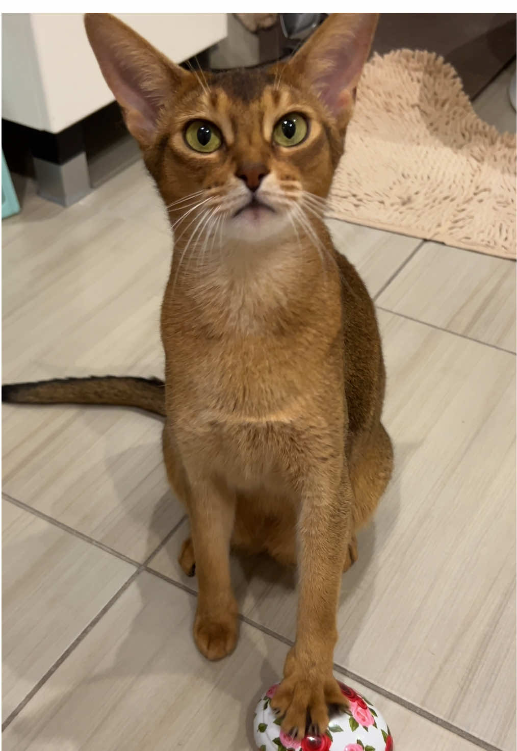 Чего смотришь, чеши давай 😹 #abycat #abyssiniancat #aby_teya_belarus #абиссинскаякошка 