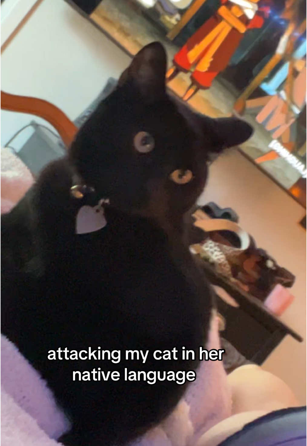 i hope she enjoyed this. #fyp #cat #real #relatable #meow 