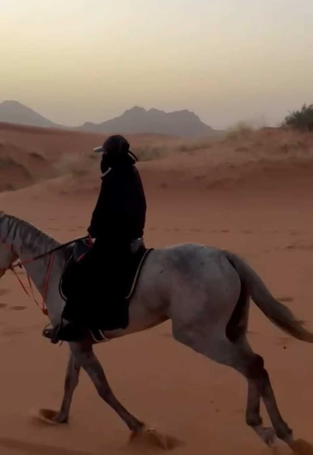 تشغيل 🐎❣️ #اكسبلور #حايل #السعوديه #fyp #مربط_الارسان #الخطه #القاعد 