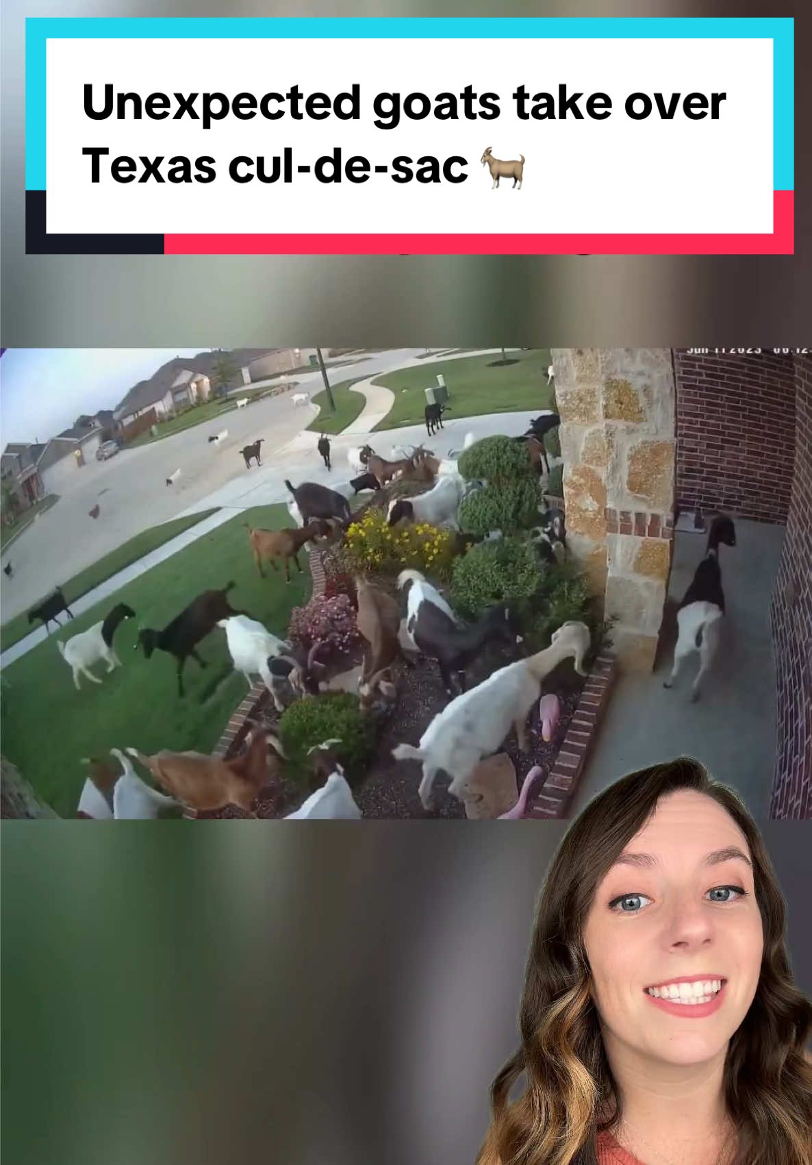 40 unexpected goats took over a Texas cul-de-sac, munching on everything in sight. But they were just doing their jobs. 🐐 The goats had escaped from a nearby herd of 500 professional vegetation managers hired to clear brush and reduce fire risk… but this breakaway group decided to freelance in suburbia. 😂 Neighbors didn’t mind too much (some even appreciated the free weeding), the goats were safely returned, and the goats’ employers replaced all damaged landscaping. 💙  📸 WFAA / Garrett Piersall #goat #goats #goat #landscaping #lawncare #goodnews #positivecontent #animalsbeingfunny #funnyanimals 