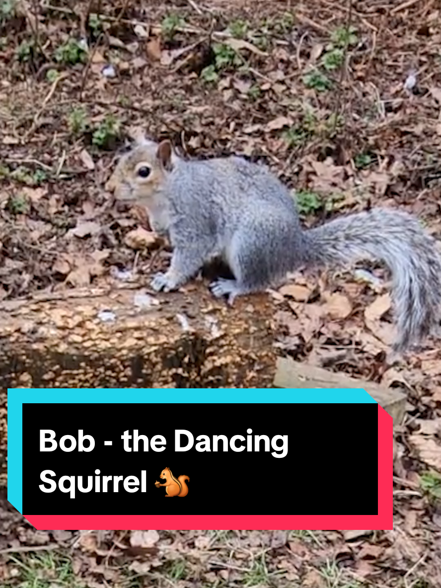 The Dancing Squirrel: When the beat drops and you just have to dance! #squirrel #dancingsquirrel  #funnyanimalvideos  #funny #silly  #creatorsearchinsights 