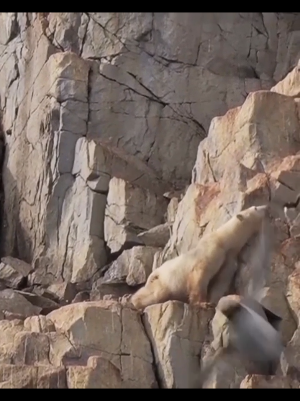 #wildlife #wildanimals #vrial #videos #100k #unfrezzmyaccount#usa_tiktok  #foryoupage #foryou 