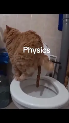 #fyp #meme #animalsoftiktok #animalsfunny #foryoupage #PetsOfTikTok #memestiktok 