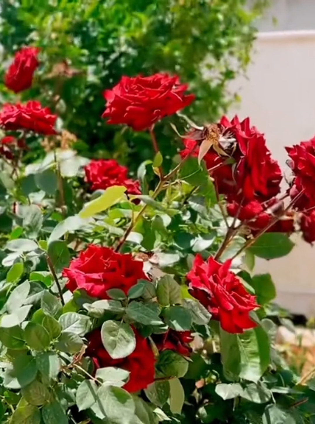 كم نسبة حبكم للورد                             #تصويري #تصويري📸 #ورد #ورد_طبيعي #h #v #fyp #f #май #mayday  @يمان نجار @جميل الحسن البديل @دراهم #satisfying #sunscreen #braids