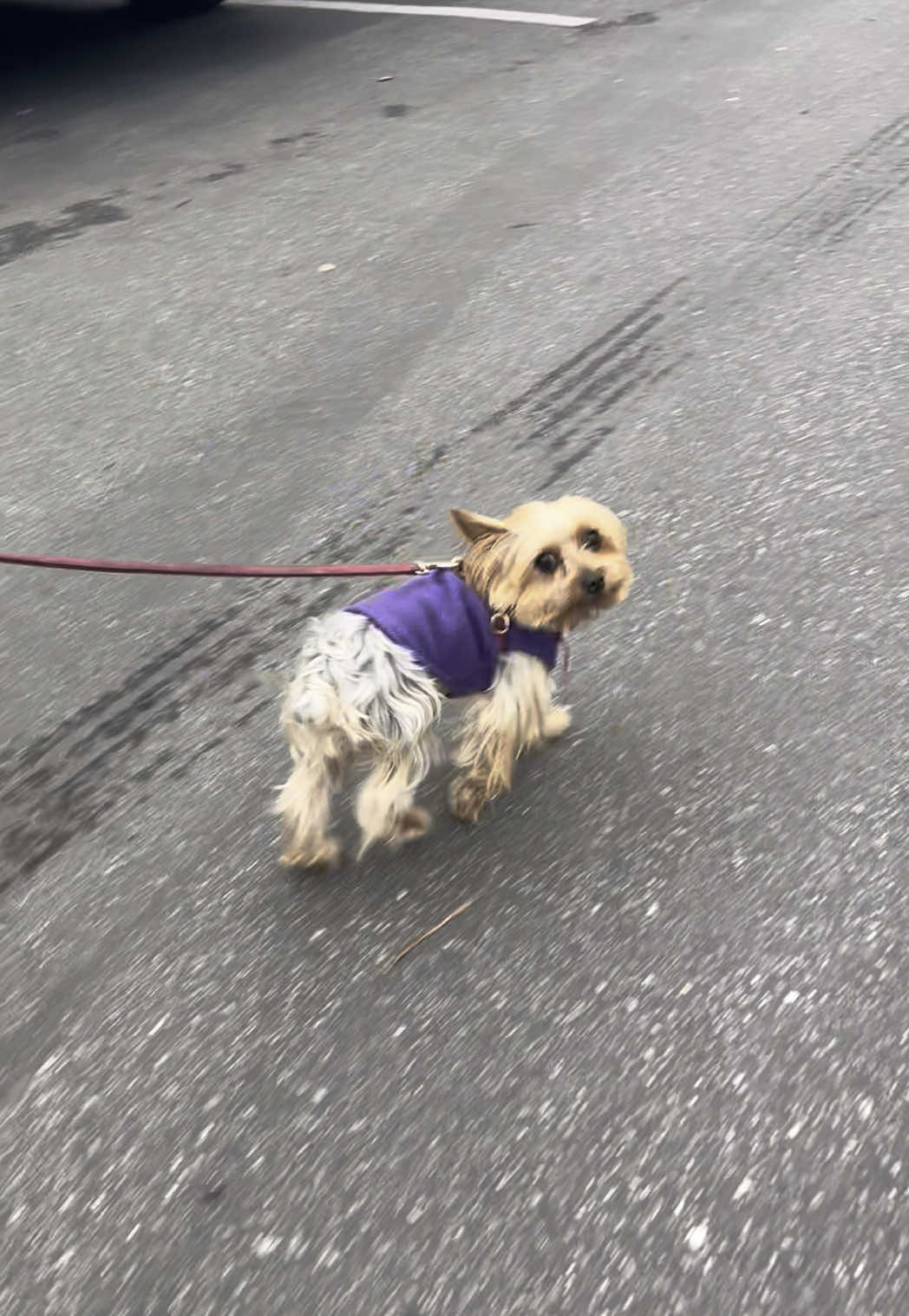 Just minding my own business #fyp #pyp #yorkie #followme #dog #boydog #yorkieboy #babydog #storytime #first #firsttime #cute #puppyboy #puppyboy #dogs #puppy #california #cali #pup #calidog #yorkie #yorkiesoftiktok #dogsoftiktok #puppytiktok #puppytok #puptok #pupcup #puppylife #doglife #Lifestyle 