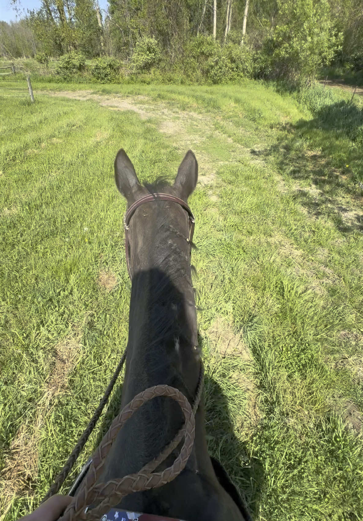 Money can’t buy the feeling of finally trail riding in the back 40 of the property on your horse who balked prior and wouldn’t leave the paddock 🥹🥹🥹 #goodhorses #horsesoftiktok #horses #fyp #trailriding #confidenceboost #horsetok 