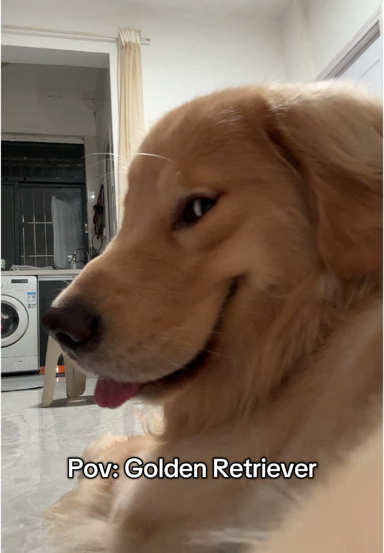 ❤️❤️ #goldenretriever #golden #goldenretrieverlife #puppy 