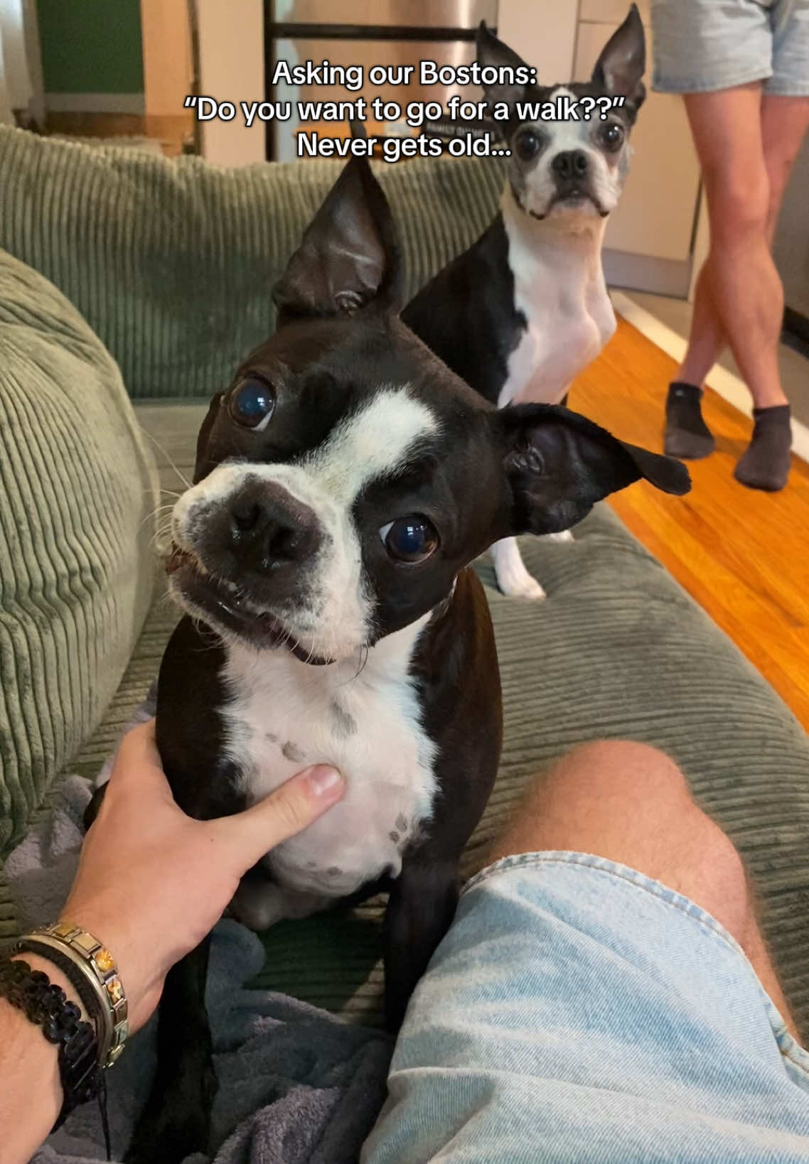 Back at it again with the #walkcam with Lemon & River!!! 🦮 #bostonterrier #dogsoftiktok #bostonterriersoftiktok #cutedog #dogwalk #doglover #dogtok #puppytok #cutedogsoftiktok 