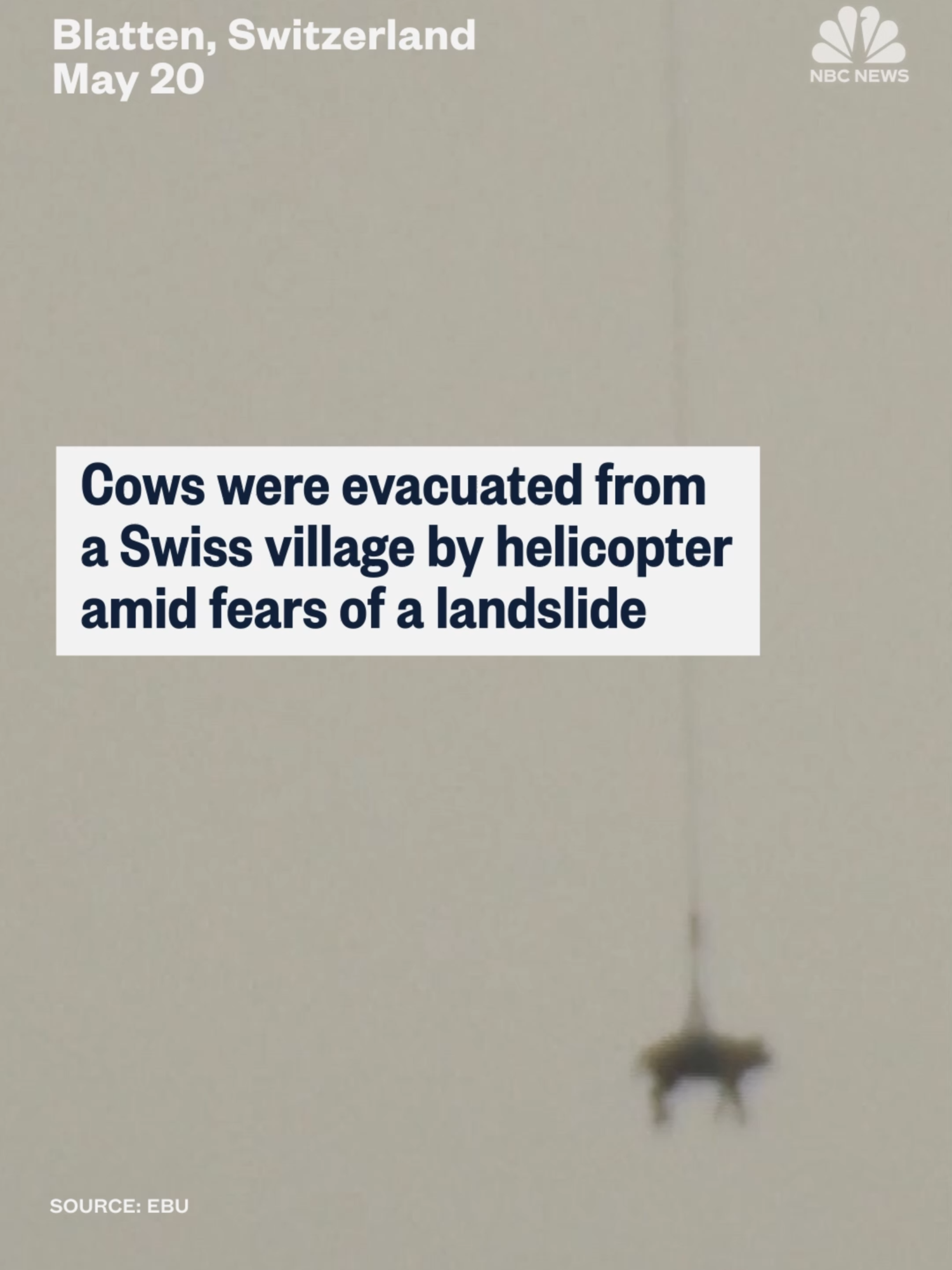 Amid fears of a potential landslide in Blatten, Switzerland, cows were evacuated by helicopter.