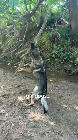 difference between working line vs showline german shepherd… #fyp #funny #germanshepherd 