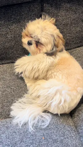 #freudelperropsicologico #doglover #vidadeperros #datioypicadas #shihtzu #shitzu 