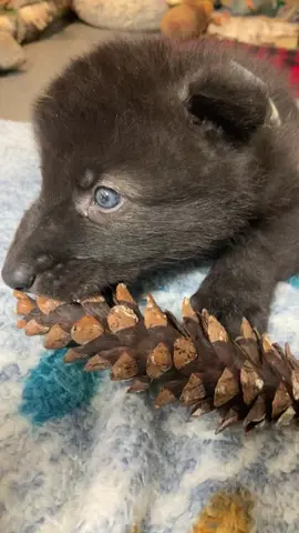 What type of enrichment do we provide the pups? This wolf pup enjoys the crunch of a pinecone,  a natural source of enrichment that wolf pups may encounter near their den. #wolf #wolves #wolfpup #internationalwolfcenter #enrichment 