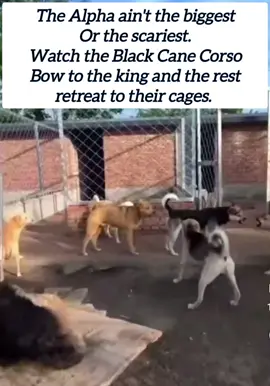 Watch the dogs run into their cages when the Alpha comes! #dogsoftiktok #alphadog #wolf #discipline #canecorso #germanshepherd #poodlemix #cool #viral 