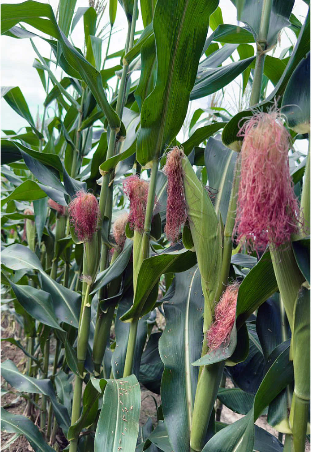 👩🏻‍🌾Maíz amarillo NK STATUS VIP3  🌽👩🏻‍🌾 #agrosmg #agronomia #agro #agricultura #agrogirl #agropecuaria #campo #finca #agronegocio #fypppppppppppppp #emprendedores #cosecha #cultivo #fypp #fyp #fypシ゚viral🖤tiktok #guaviare 