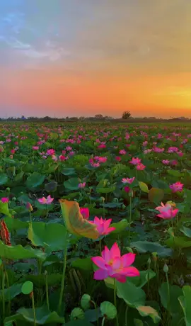 Morning 🌅🌷#cambodia🇰🇭 #tiktok #beautiful 