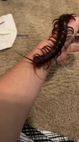 Rita my lovely lady!!  #scolopendradehaani #scolopendra #centipede #kitty 