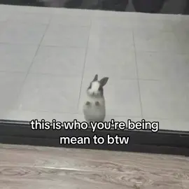 #bunnies #bunny #cute #baby #aesthetic #cuteanimals #relateable #fyp 