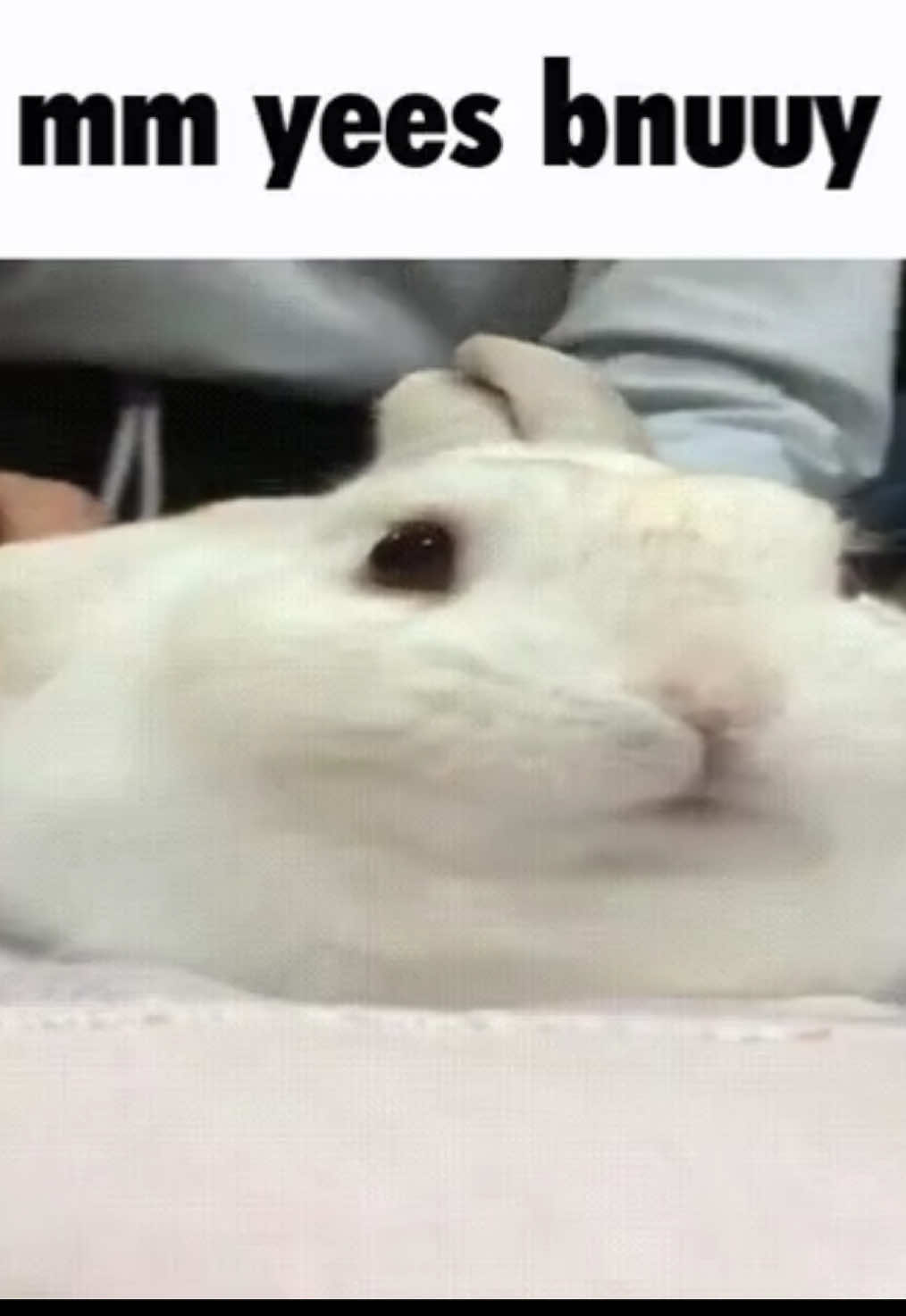 mm yees:p #bnuuy #bunny #rabbit #fyp #stimboard #cute #silly #viral #bunnies #fypシ 
