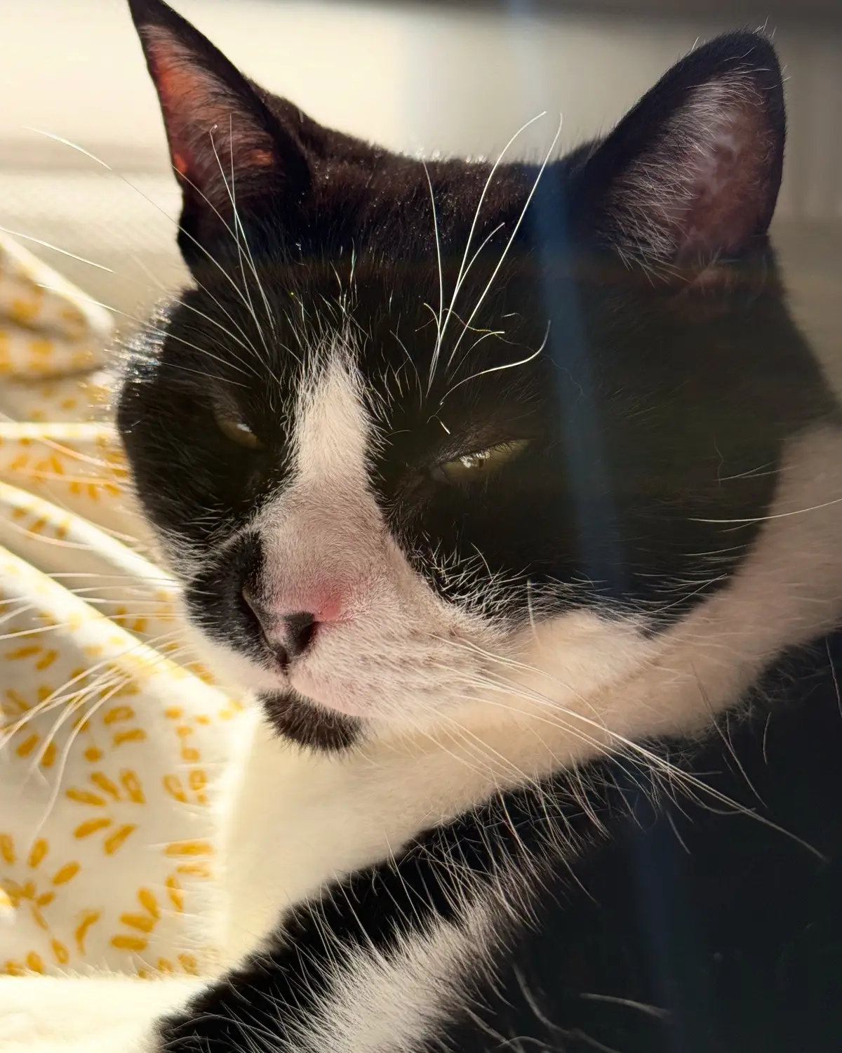 My 14 year old girl. She has asthma, allergies, and a lung mass. She is being treated to stay comfy and hope she makes it a few more years ❤️🌸☘️. She’s our old girl that we rescued as a kitten. All recent  pictures. She is so sweet. #catsoftiktok #cat #oldcat #tuxedcat #meow #blackandwhitecat #catasthma 