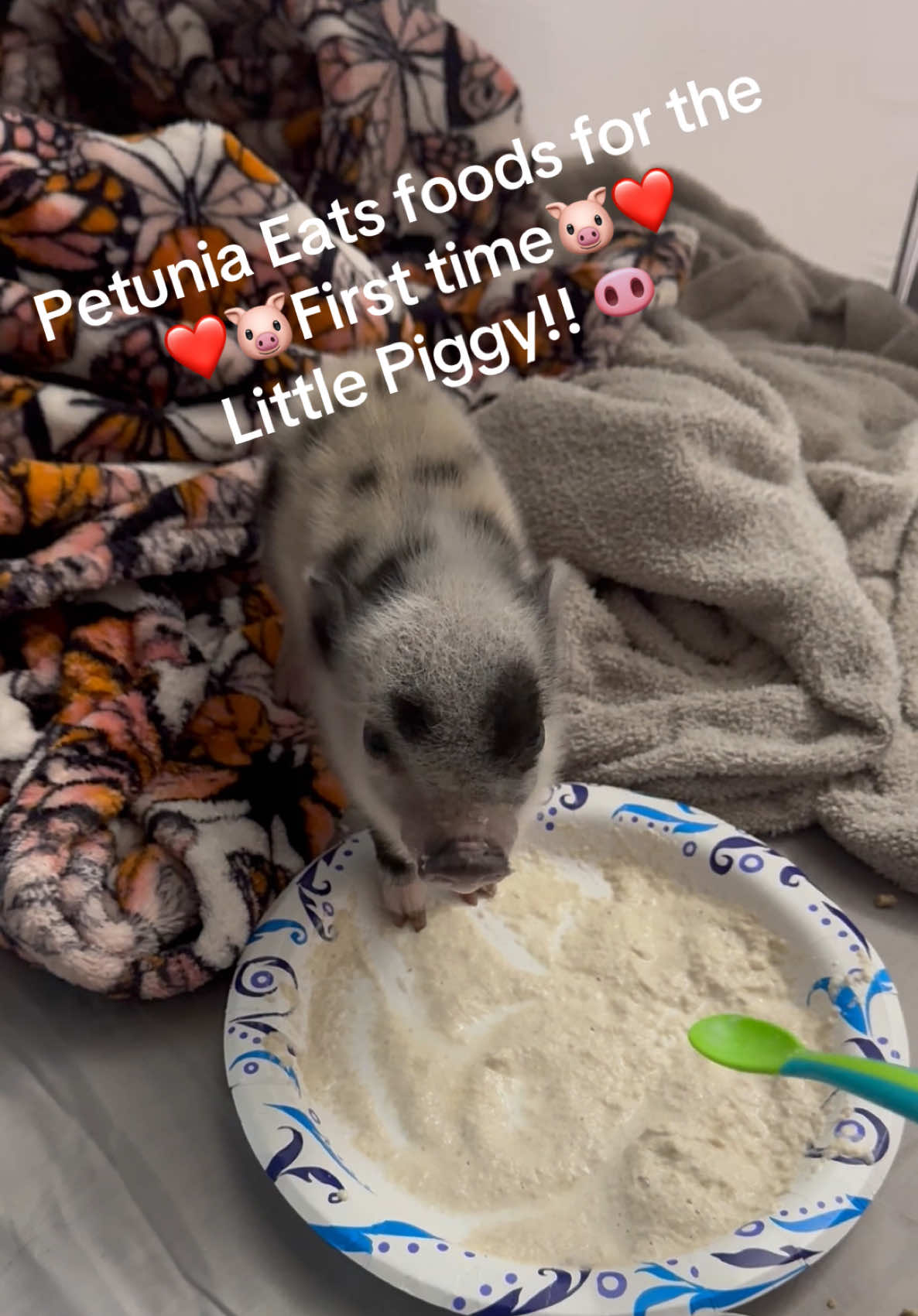 #petuniathepig #princesspetunia #tiktoklove #babypig #farmlife #tractorsupply 