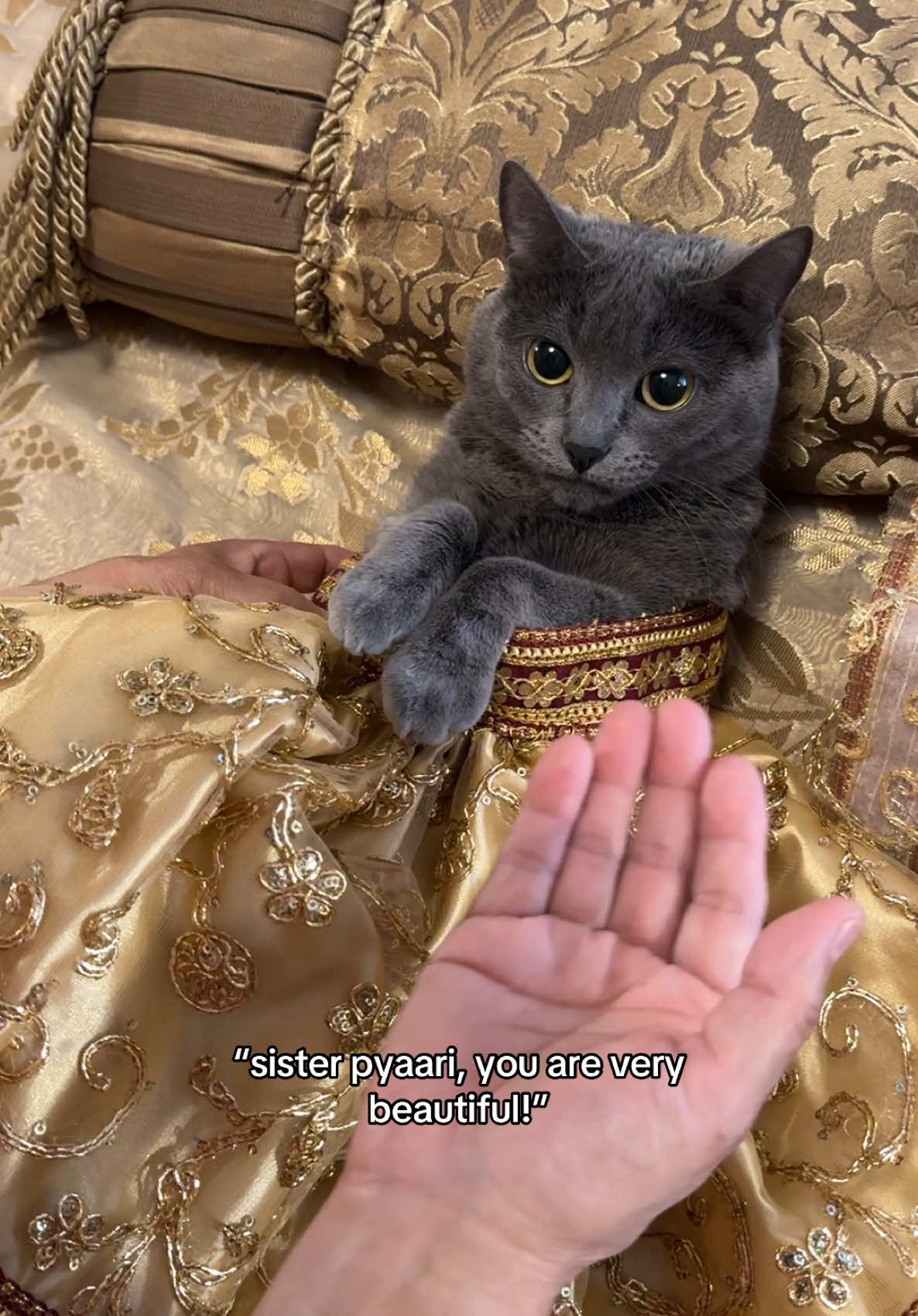 pyaari sits so decently #cats #cat #pets #funny #animals #kitty #kitten #fypage 