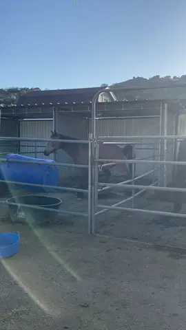 🤭our other horse wasn’t okay with me seeing his best friend pee. he was like “Privacy please!!”🐴 #horsesoftiktok #equestrian #ranchlife 