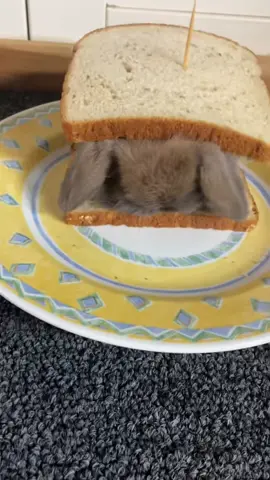 sandwich + bunno