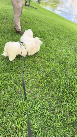 #tiktok #videoviral #petlovers #tiendadetiktok 