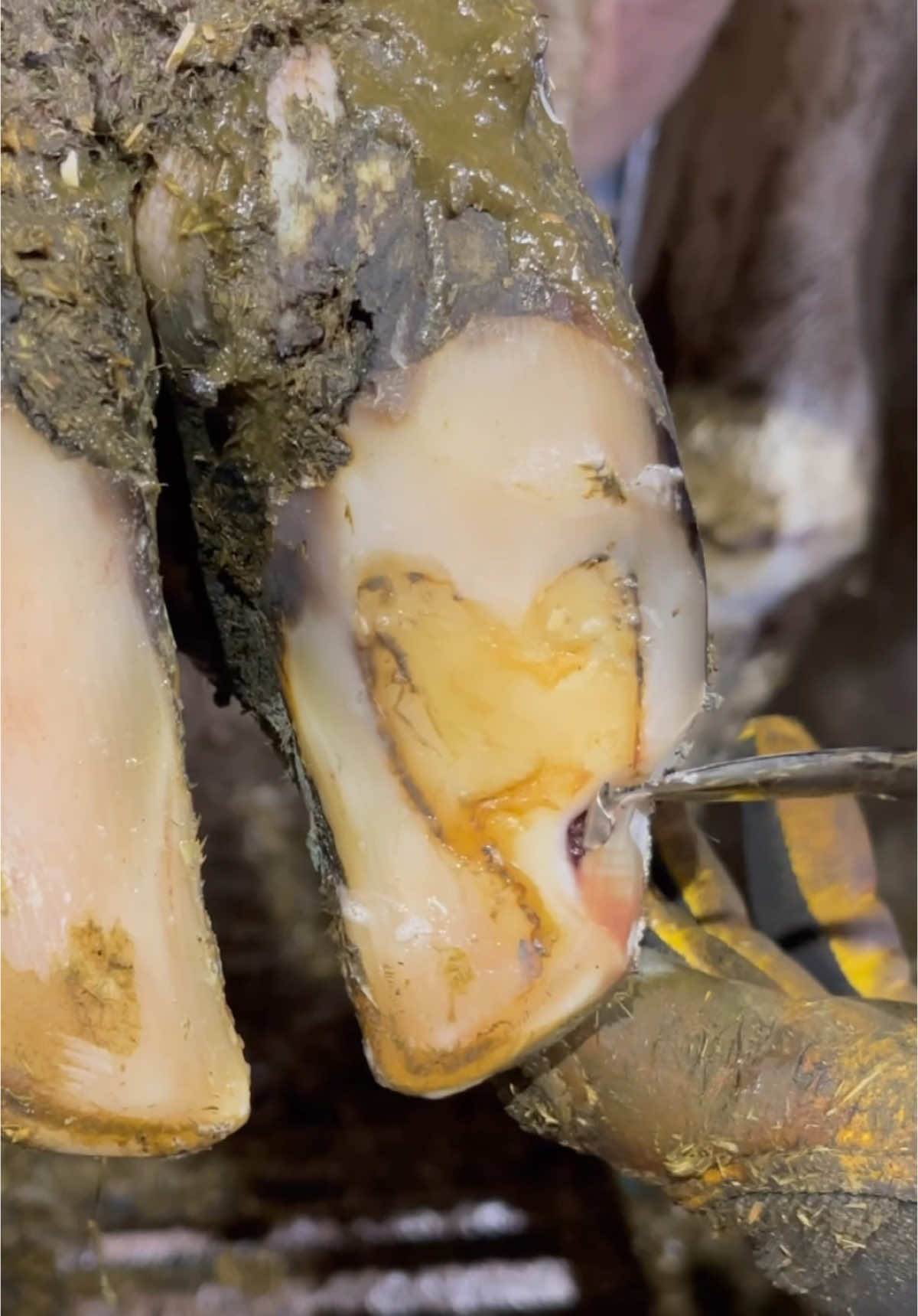 The fluid was in a few layers…#natethehoofguy #fyp #foryoupage #hooftrimming #hoofcleaning #hoofpicking #oddlysatisfying #bedtime #naptime #hoofcare 