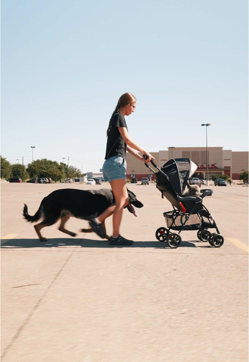 We’ve received tons of requests for a baby stroller scenario video, so here is our take on it! #protectiondog #protectiondogtraining #k9 #k9protection #canineprotection #DogTraining #familyprotectiondog #germanshepherd #germanshepherdtraining 