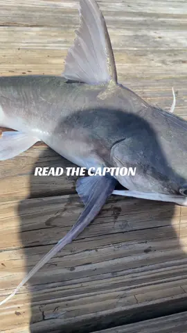 I have a deep, unshakable hatred for Sailcat catfish — the kind of loathing that therapists warn you about. These slime-covered aquatic gremlins are the cursed goblins of the sea. sent straight from the murky depths of hell to ruin perfectly good fishing days. The moment one flaps its disgusting, gelatinous body onto my line, I feel like I’ve been personally insulted by the universe. Their smell? A war crime. Their slime? Industrial-grade goop that somehow ends up on your hands, rod, shoes, soul — and haunts you for days. You could shower in bleach and holy water and still carry the stench of disappointment. I wouldn’t mind — no, I would celebrate — if we had a national holiday solely dedicated to ridding the earth of these vile creatures. “Sailcat Extermination Day.” I’d wear red, white, and blue, fire up the grill, and cheer as every last one was catapulted back into the abyss from which they crawled. Let someone else study them. Let scientists preserve one in a tank somewhere for future regret. But me? I want no part in their continued existence. I stand proudly, unequivocally, and unapologetically against Sailcats. #juicyfishing #fishing #sailcat #saltlife #exterminator 