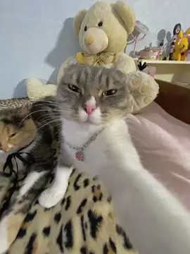 Cat selfie (song: ilyTOMMY - fine shyt) *unreleased* #ilytommy #undergroundmusic #fyppppppppppppppppppppppp #explore #cat #catsoftiktok #viral #underground #pet #PetsOfTikTok #selfie #fypdongggggggg #cattok #catlover #memecut #vibe #hoodtrap #jerk ##wthelly #tiktok 