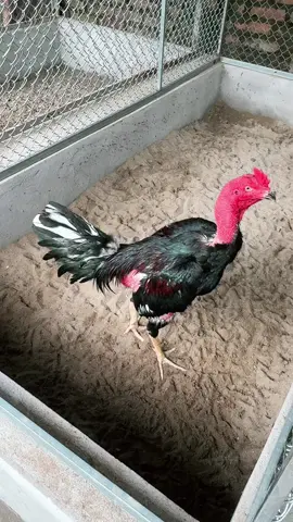 Trạng tiểu nhưng chân lối thuộc hàng C#?gachoivietnam❤️❤️❤️ #?gachoivietnam🐓🐓🐓 #?gachoii❤️❤️ #gadonvietnam 