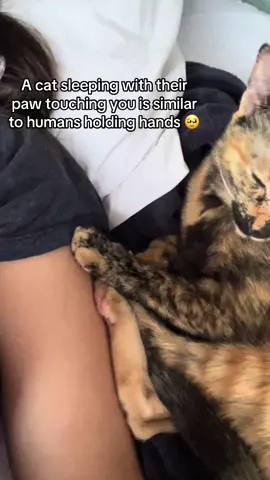 Does your cat do this too? #catsoftiktok #cuddlycat #tortoiseshellcat #catmomlife 