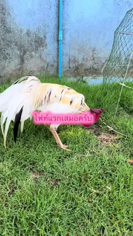 #ไก่เดือยภาคใต้ #อนุรักษ์ไก่ใต้🐓 #ไม่ใช่การทารุณกรรมสัตว์ #อนุรักษ์วัฒนธรรมไทย #ไก่ชนคับ #เด็กเลี้ยงไก่ยุค90 