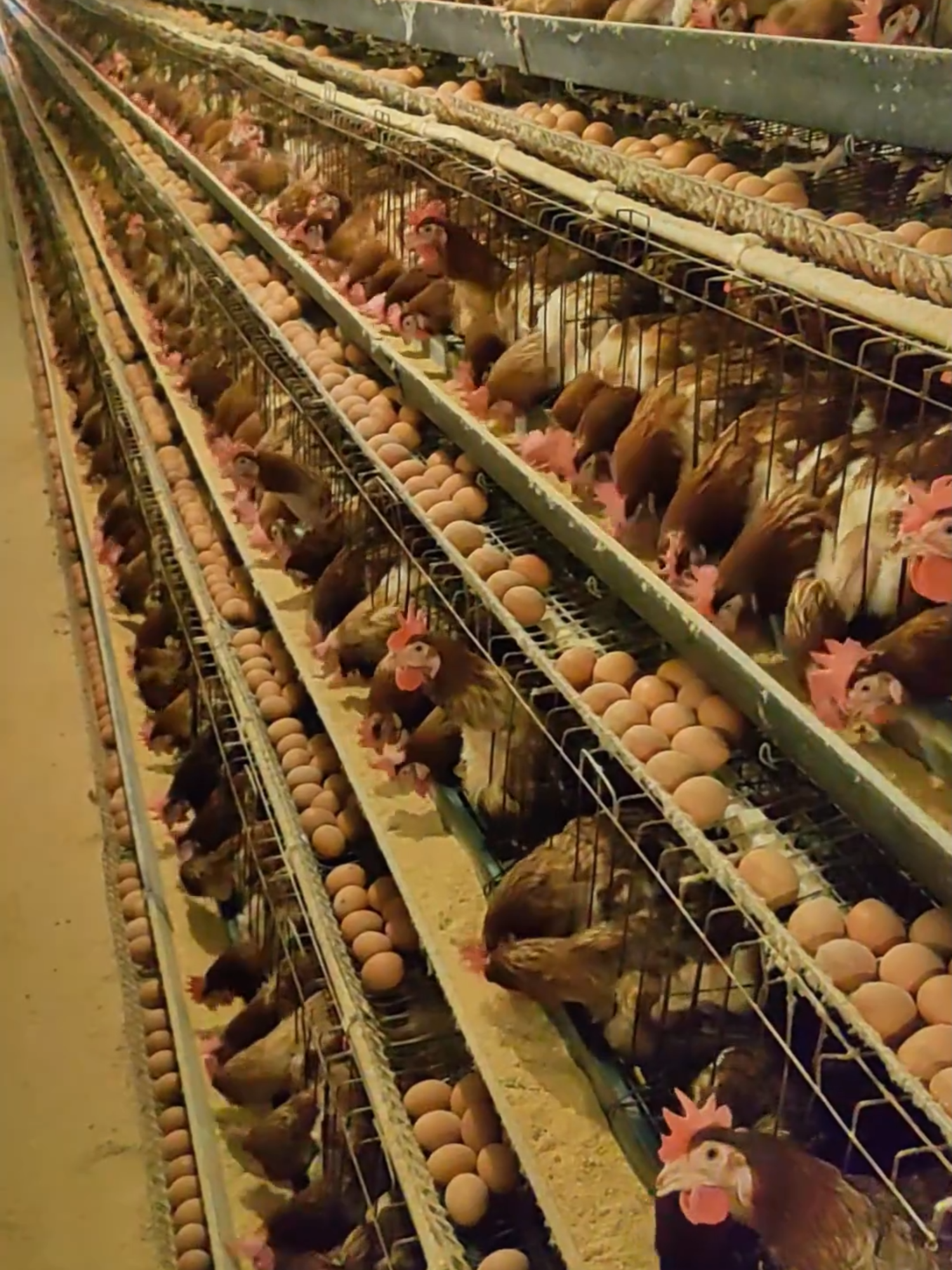 LOS DOS MUNDOS DEL HUEVO EN CHINA Desde el campo hasta la granja industrial, China produce millones de huevos al día bajo métodos tradicionales y modernos. #IndustriaAvícola #HuevosEnChina #ProducciónDeHuevos #CampoVsIndustria #GallinasPonedoras #CuriosidadesAgropecuarias