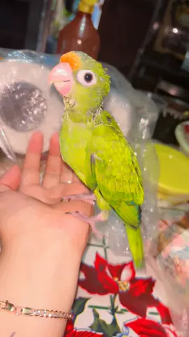 #parati #sigemeeeeee 🦜😍