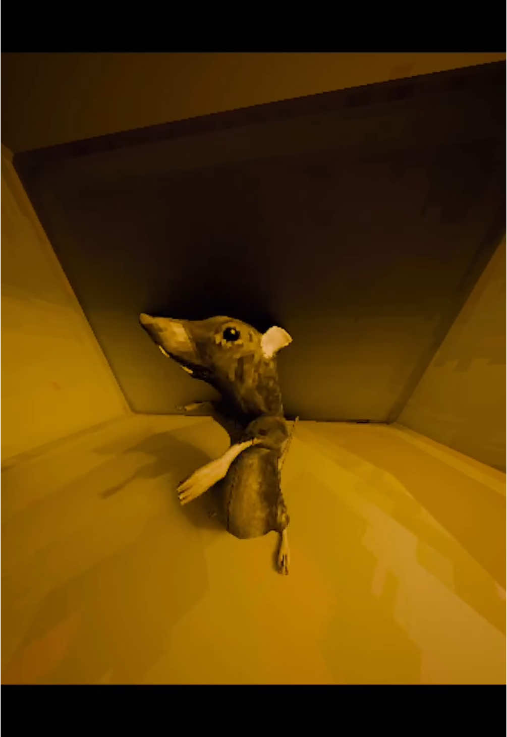 This mouse is a vibe🕺 (song: ilyTOMMY - pretty ho3) #ilytommy #explore #explorepage #fyppppppppppppppppppppppp #fypシ゚viral #mousetrap #rat #dancingrat #meme #vibe #fypdongggggggg #animals #hoodtrap #jerk #catlover #slowedandreverb #cattok #tiktokviral #chillrap #chill #undergroundmusic #tiktok 