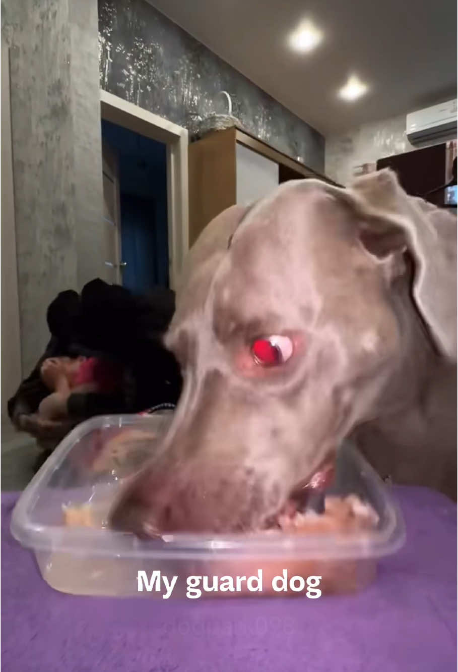 Someone else's dog vs. My dog😭 #dog #dogsoftiktok #fyp #foryou #funny #pet #puppy 