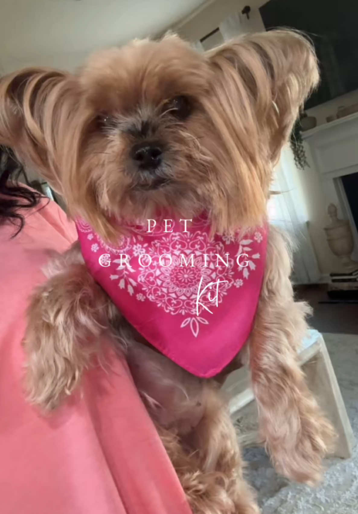 ✨This pet grooming kit is going to save me so much money ♥️  ##pet##petgrooming##DIY##petlover##dogmom##dogmomlife##pettok##viralvideo##petgroomingvacuum##doglover##tiktokshop##yorkie##yorkiesoftiktok##yorkiemom##forever##Summer