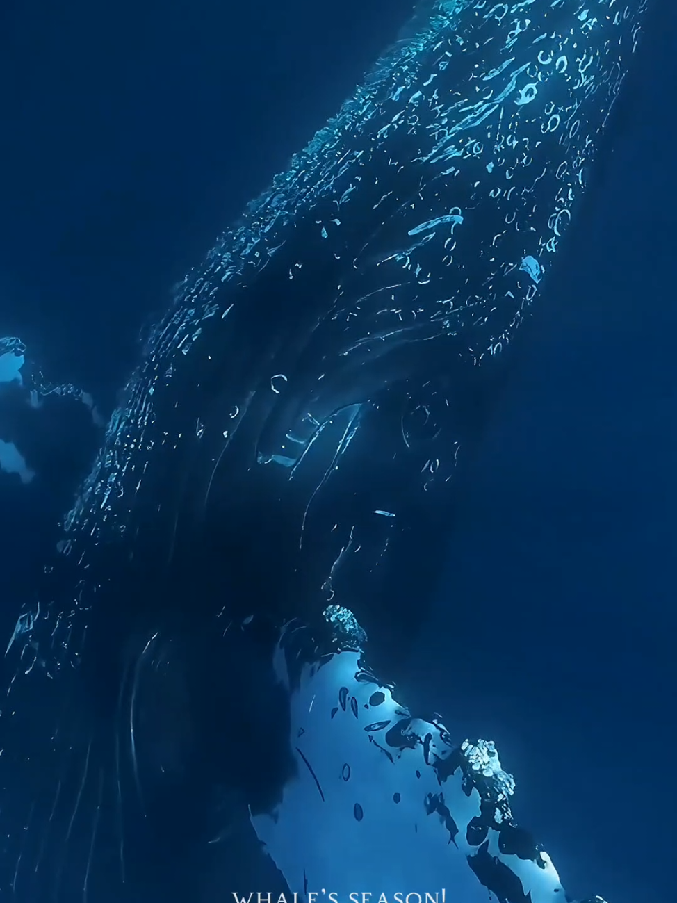 é temporada de baleias! 🔊 ligue o áudio e aproveite 🫧🐳 #sea #ocean #marinebiology #minutodobicho #biologiamarinha #biologia #baleia #whale #jubarte 