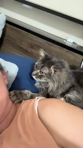 Her purrs are so sweet 🥰 #girlfriend #straycat #update #catsoftiktok #catpurring 