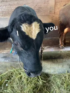 😅😂 #sapi #sapisuper #jagalsapi #sapiviral #peternaksapiindonesia 