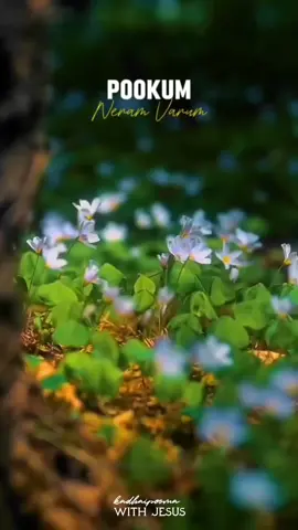 _Manaseaa...!!🥺❤‍🩹_ #✝️💝💕💗✨ #goodvibes #✝️💝💕 #followme #jesus #christ #blessed #foryou #christ #jesus #✝️💝💕💗✨ @JUTHA-OFFICIAL-25 @♈📍🎷📍🌴♓🅰🎵 