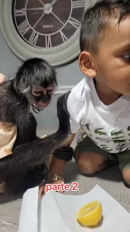 como le encantan neta me sorprende que le.gusten 😍😍😍 #rafaelito #julia #monkey #parati #fyp 