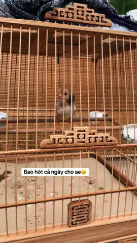 #xuhuong 
