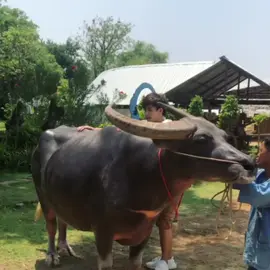 ครั้งแรกไม่เป็นไร ครั้งต่อไปกางเกงขาด 😂😂😂#aotpasakorn #โอ๊ตภาสกร #ไหนเฮียบอกไม่ชอบเด็ก 