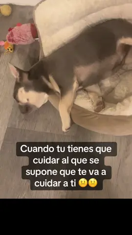 #frenchies #frenchbulldog #frenchiesoftiktok #funny #fun 